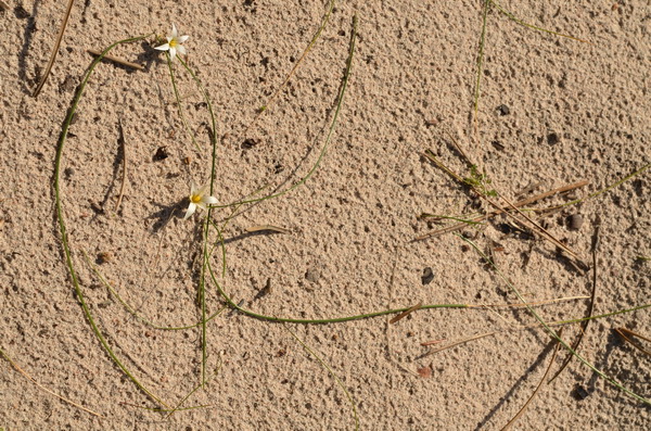 15 Romulea columnae rollii (4).JPG