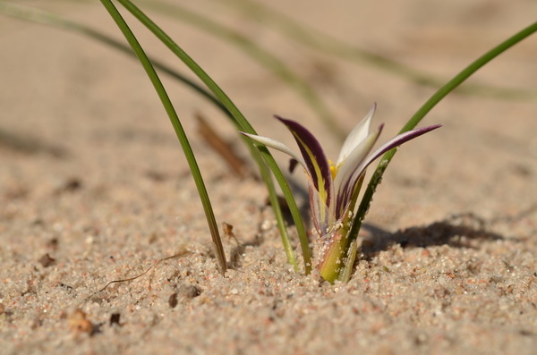 16 Romulea columnae rollii (8).JPG
