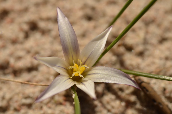 17 Romulea columnae rollii (7).JPG
