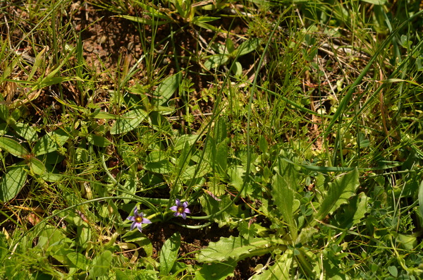 18 Romulea ramiflora (1).JPG