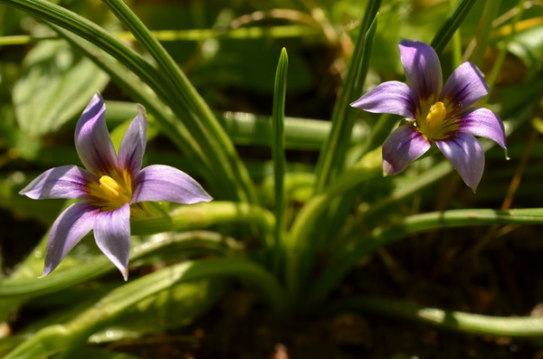 19 Romulea ramiflora (4).JPG
