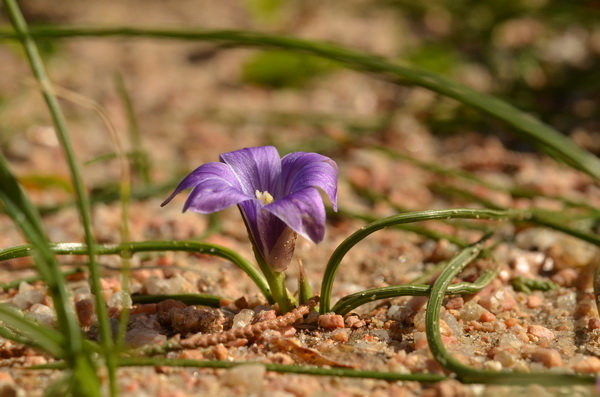 20 Romulea ligustica (27).JPG