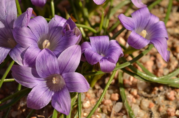 21 Romulea ligustica (23).JPG