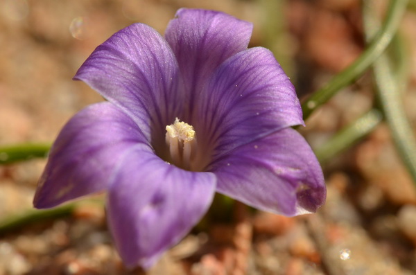 22 Romulea ligustica (30).JPG