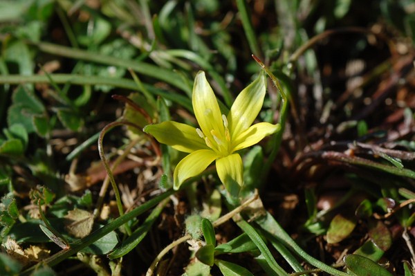 Gagea mauritanica5 [1600x1200].JPG