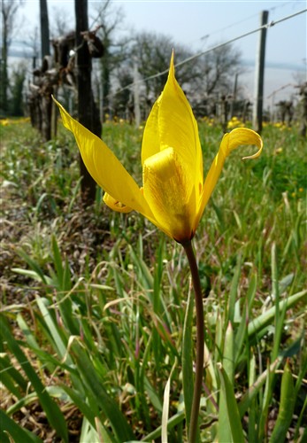 tulipa sylvestris  P1170921.JPG