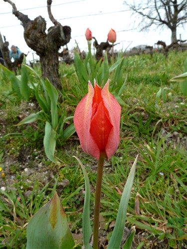 tulipa raddii P1070588.JPG