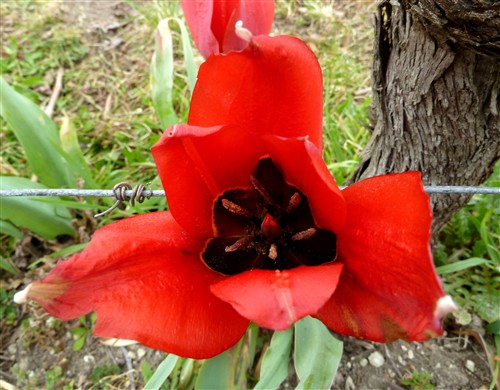 tulipa raddii P1070593.JPG