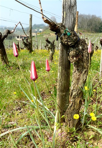 tulipa clusiana P1170906.JPG