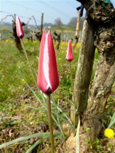 tulipa clusiana P1170908.JPG