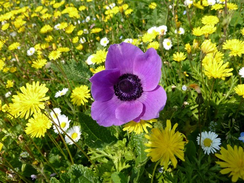 anamone coronaria P1170927.JPG
