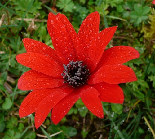 anemone pavonina.JPG