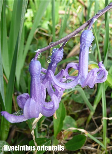 hyacinthus orientalis cazaugitat feuille large tépales soudés P1070609 jacinthe d'orient-1.JPG