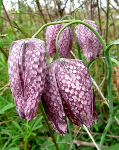 fritillaria meleagisP1070694 fritillaire pintade-1.JPG