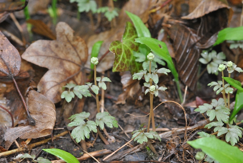 Adoxa moschatellina L..JPG