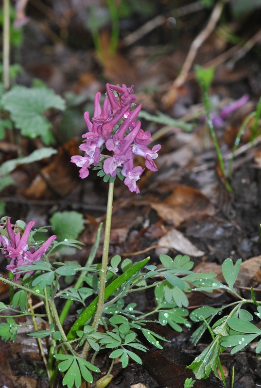 Corydalis solida (L.) Clairv..JPG