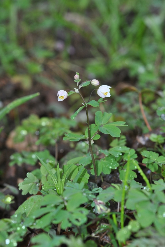 Isopyrum thalictroides L..JPG