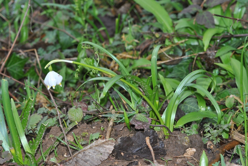 Leucojum vernum L..JPG