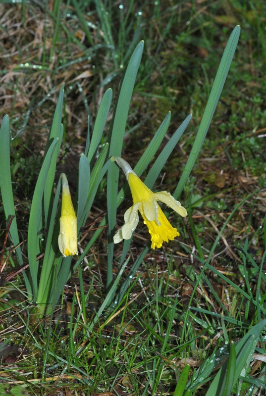 Narcissus pseudonarcissus L..JPG