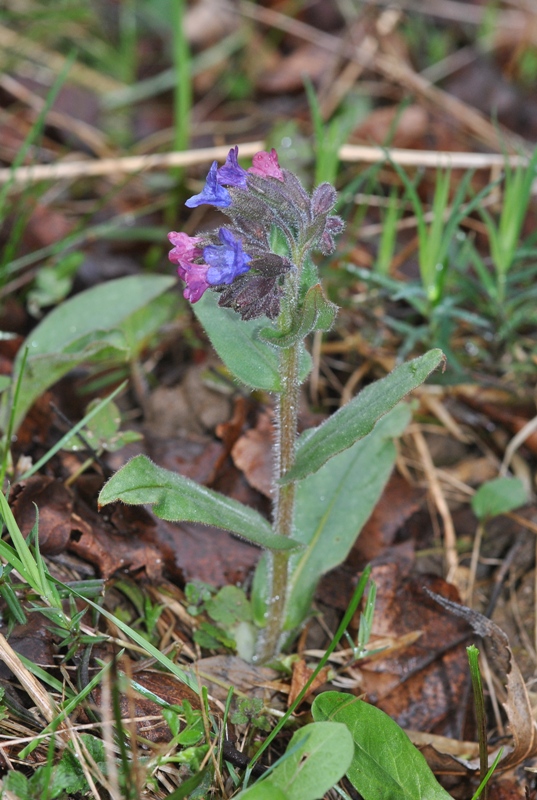 Pulmonaria montana Lej..JPG