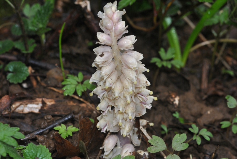 Lathraea squamaria L..JPG