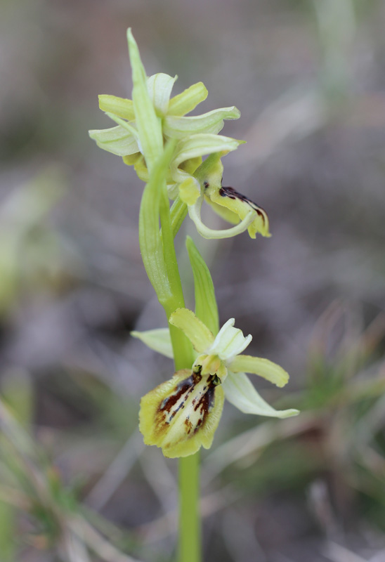 Ophrys 1.jpg