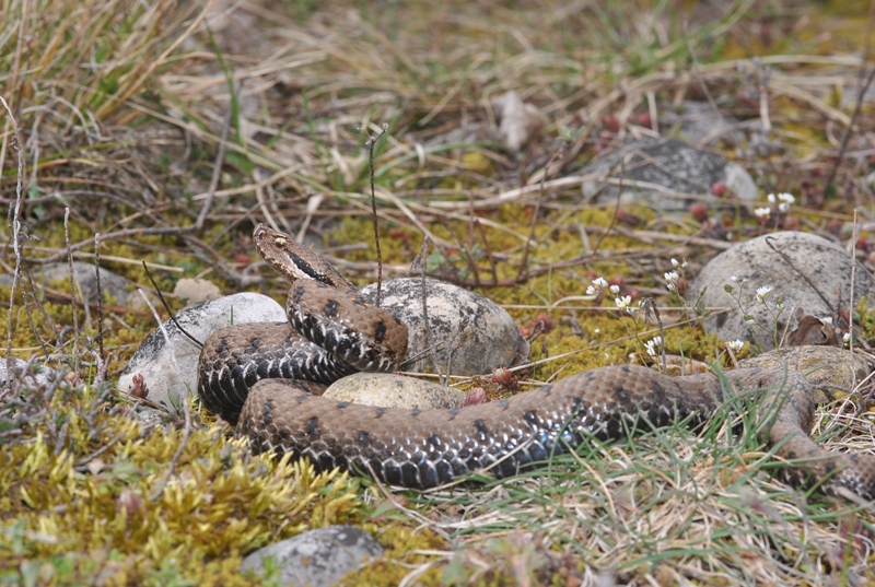 Vipera aspis (Linnaeus, 1758) - Vipère aspic.JPG