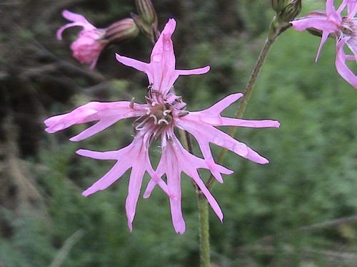 Lychnis 2.JPG