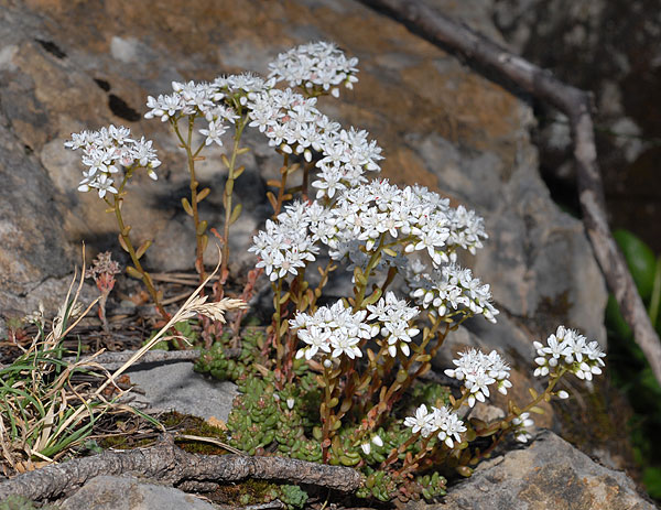 sedum.jpg