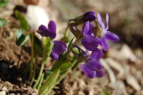 Viola odorata (3) [1600x1200].JPG