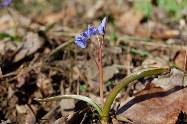 Scilla bifolia (5) [1600x1200].JPG
