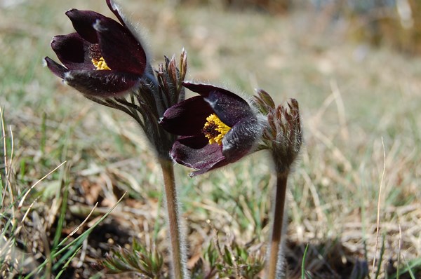 Pulsatilla montana (9) [1600x1200].JPG