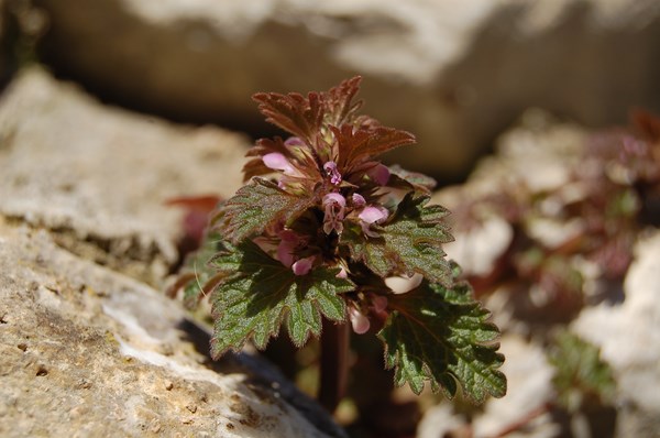 Lamium hybridum (2) [1600x1200].JPG