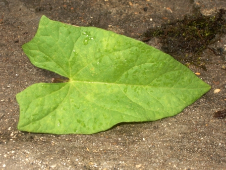 feuille (vue de dessus)