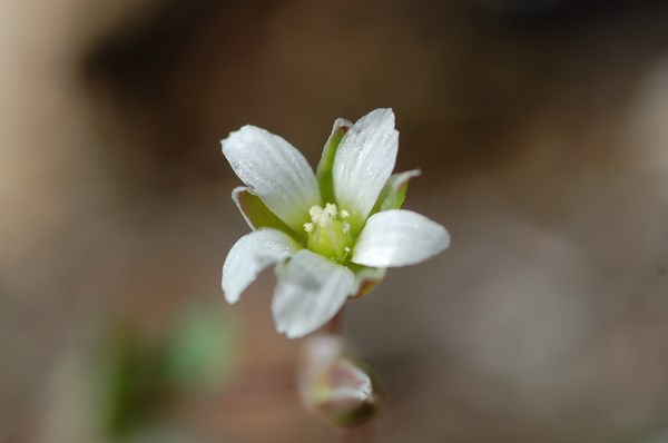 Holosteum umbellatum hirsutum (6) [1600x1200].JPG