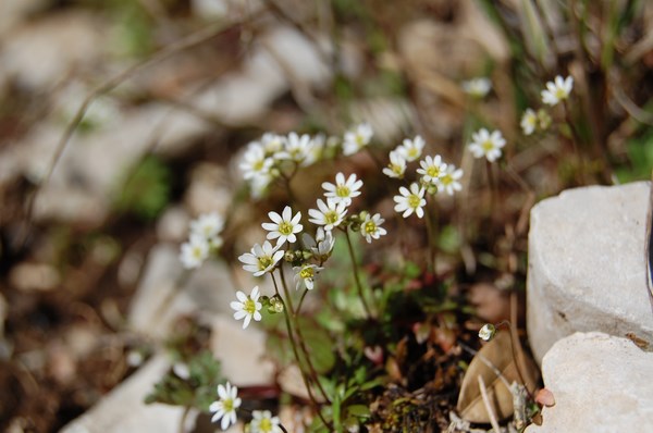 Erophila verna (3) [1600x1200].JPG
