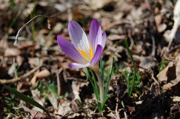 Crocus versicolor (4) [1600x1200].JPG
