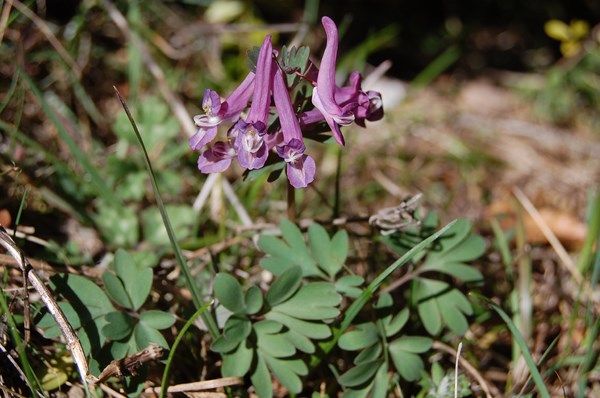 Corydalis solida (2) [1600x1200].JPG