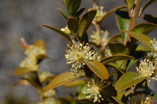 Buxus sempervirens (2) [1600x1200].JPG