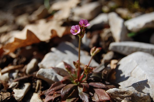 Androsace chaixii (1) [1600x1200].JPG