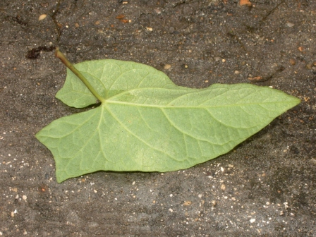feuille ( vue de dssous)