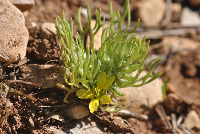 Ceratocephalus falcatus (L.) Pers..JPG