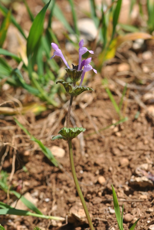 Lamium amplexicaule L..JPG