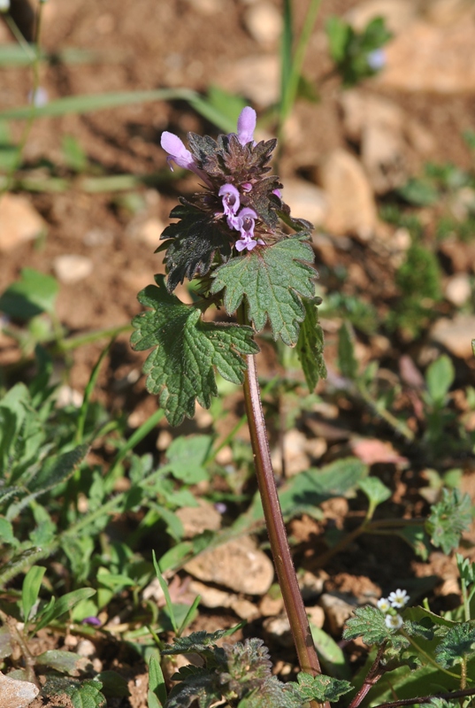 Lamium hybridum Vill..JPG