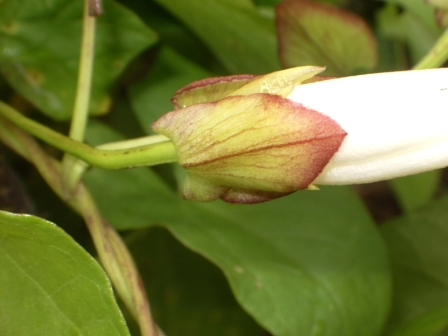 Calystegia sepium - Liseron des haies (4).JPG