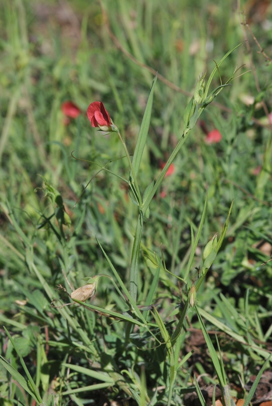 Lathyrus cicera L..JPG