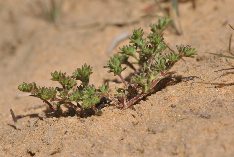 Loeflingia hispanica L..JPG
