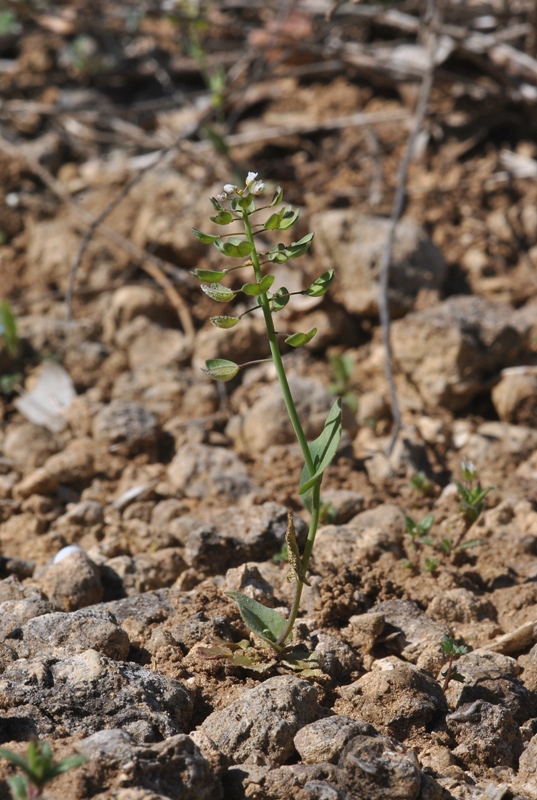 Microthlaspi perfoliatum (L.) F.K.Mey..JPG