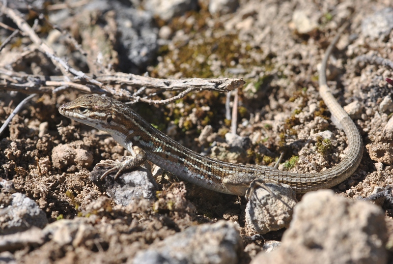 Psammodromus edwarsianus (Dugès, 1829) - Psammodrome d'Edwards.JPG