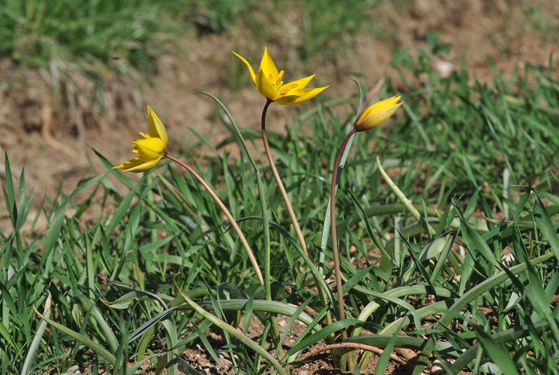 Tulipa sylvestris subsp. sylvestris.JPG